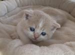 Butter - Scottish Straight Kitten For Sale - Omaha, NE, US