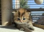 Boo - Scottish Straight Kitten For Sale - Omaha, NE, US