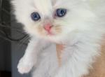 Bianca - Scottish Fold Kitten For Sale - Omaha, NE, US