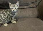 Tiger - Bengal Kitten For Sale - 