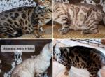 Nationwide Delivery Aphrodite Litter - Bengal Cat For Sale/Retired Breeding - Carthage, TX, US