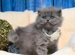 Portland Dolly Scottish Straight Kitty - Scottish Straight Kitten For Sale - Portland, OR, US