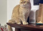 Daisy - British Shorthair Cat For Sale - Woodbridge, CT, US