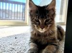 Darlin - Maine Coon Kitten For Sale - 