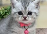 Portland Bonya Scottish Straight Kitty - Scottish Straight Kitten For Sale - Portland, OR, US