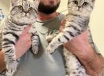 Chunky kittenss - Scottish Fold Kitten For Sale - Tukwila, WA, US