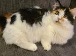 Lizzy - Minuet Cat For Sale - Lebanon, TN, US