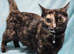 Caly - Munchkin Cat For Sale - Lebanon, TN, US