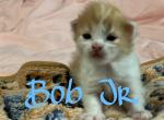 Maine coon kittens - Maine Coon Kitten For Adoption - Trenton, NJ, US