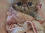 Adorable red Persian kitten - Persian Kitten For Sale - Pittsburgh, PA, US