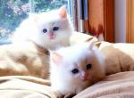 Cuff & Link - Siberian Kitten For Sale - La Crosse, WI, US