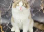 CFA Registered RagaMuffins - Ragamuffin Kitten For Sale - TX, US