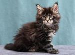 Fred - Maine Coon Kitten For Sale - Houston, TX, US