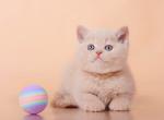 Ilay - British Shorthair Kitten For Sale - Houston, TX, US