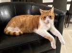 Pumpkin - Domestic Cat For Adoption - New Hope, PA, US