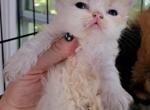 Cfa registered red bicolor male kitten - Persian Kitten For Sale - Woodburn, IN, US