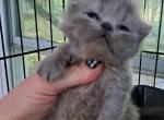 Cfa blue persian girl kitten - Persian Kitten For Sale - Woodburn, IN, US