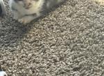 Munchy - Domestic Kitten For Adoption - Akron, OH, US