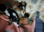 Cfa persian litter for deposit - Persian Kitten For Sale - Woodburn, IN, US