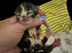 Cfa persian kittens for reserve - Persian Kitten For Sale - Woodburn, IN, US