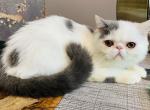 Damien - Exotic Kitten For Sale - 