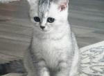 Luna - Scottish Straight Kitten For Sale - Tampa, FL, US