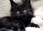 Porsche - Maine Coon Kitten For Sale - Marlton, NJ, US