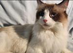 Ragdoll - Ragdoll Cat For Sale/Service - Huntley, IL, US