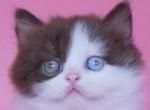 EXCLUSIVE RARE  2Color Eyes British Longhair Sunny - British Shorthair Kitten For Sale - 