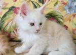 Two male  Maine Coon kittnes - Maine Coon Kitten For Sale - Lowell, MI, US