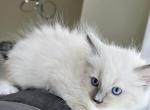 Bueatiful Ragdoll Boy - Ragdoll Kitten For Sale - Westfield, MA, US