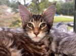 Rock N Roll litter - Maine Coon Kitten For Sale - Old Bridge, NJ, US