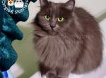 Queen Glasha her Fluffiness - Siberian Cat For Sale/Retired Breeding - Tampa, FL, US