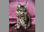 Luna - Maine Coon Kitten For Sale - Marlton, NJ, US