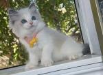 R025 - Ragdoll Kitten For Sale - Los Angeles, CA, US