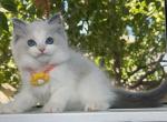 R025 - Ragdoll Kitten For Sale - Los Angeles, CA, US