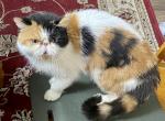 Sasquatch Sassy - Exotic Cat For Sale/Retired Breeding - Canon City, CO, US