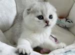 Lolas kitten 7 - Scottish Fold Kitten For Sale - Las Vegas, NV, US