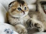 Tootsie kitten 5 - Scottish Fold Kitten For Sale - Las Vegas, NV, US