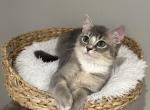 Misty - British Shorthair Kitten For Sale - Queens, NY, US