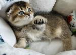 Tootsie kitten 4 - Scottish Fold Kitten For Sale - Las Vegas, NV, US