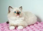 Yunna - Ragdoll Kitten For Sale - Miami, FL, US