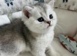 Lolas kitten 5 - Scottish Straight Kitten For Sale - Las Vegas, NV, US