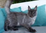 Flirt - Maine Coon Kitten For Sale - Hollywood, FL, US