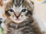 Abby - Domestic Kitten For Sale - Kansas City, MO, US