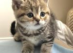 Sweet Willa Ready Now - British Shorthair Kitten For Sale - 