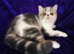 Panera - Exotic Cat For Sale - 