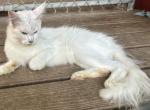 Renesmae - Maine Coon Kitten For Sale/Service - OK, US