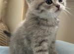 Wyatt Boy Kitten Clever and Curious Ready Now - British Shorthair Kitten For Sale - 