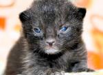 Mandy - Bombay Kitten For Sale - Kansas City, MO, US